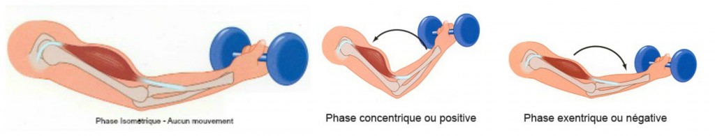 Les diffrents types de contractions : concentrique, excentrique